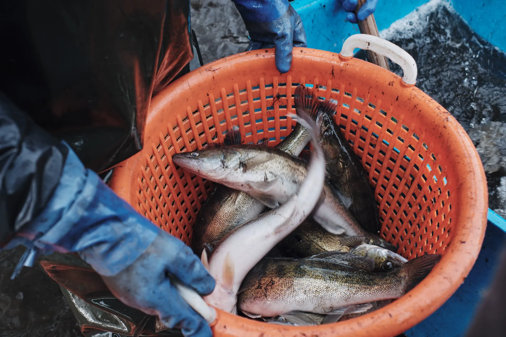 Eine orange Wanne voller frisch gefangener Fische, gehalten von Händen in blauen Handschuhen.